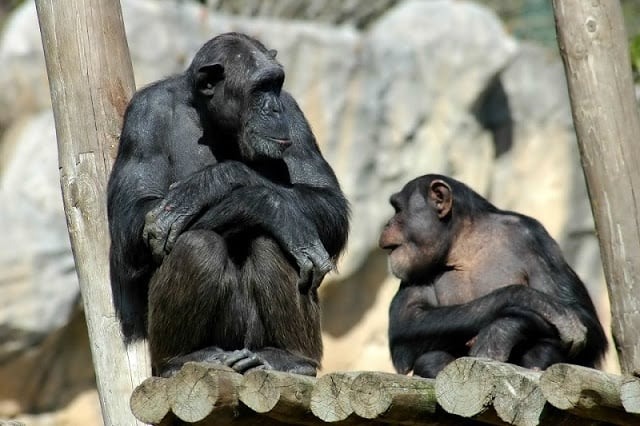 Jardim Zoológico em Lisboa