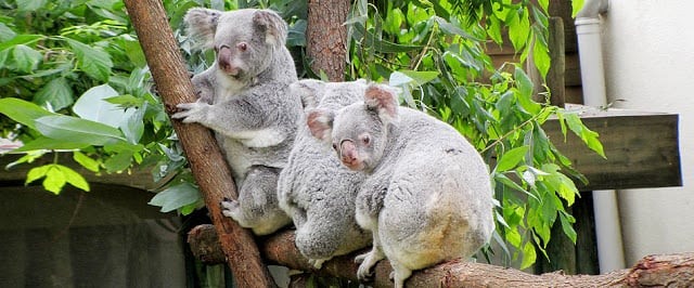 Jardim Zoológico de Lisboa