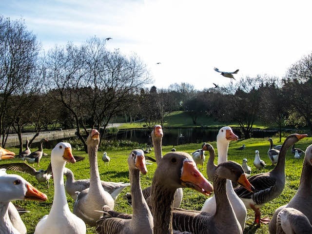 Fauna do Parque da Cidade no Porto