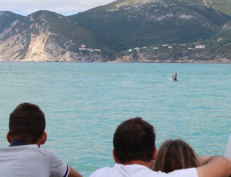 Passeio de barco para ver golfinhos em Setúbal