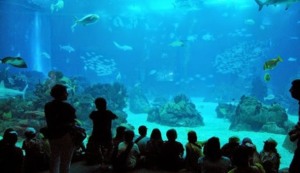 Peixinhos no Oceanário de Lisboa