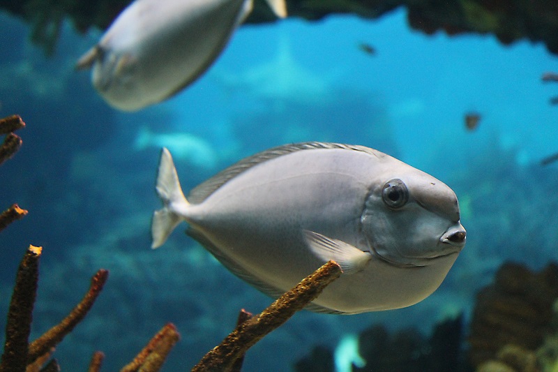 Peixe no Oceanário de Lisboa