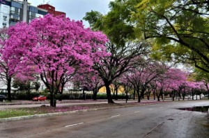 Primavera em Lisboa  - ruas floridas