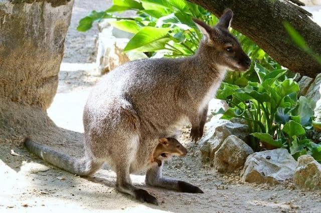 Canguru no Zoo de Lisboa