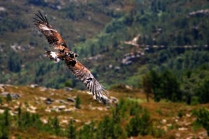 Fauna e Flora do Parque Nacional Peneda-Gerês