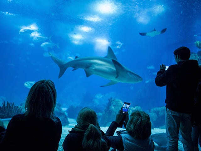 Oceanário de Lisboa